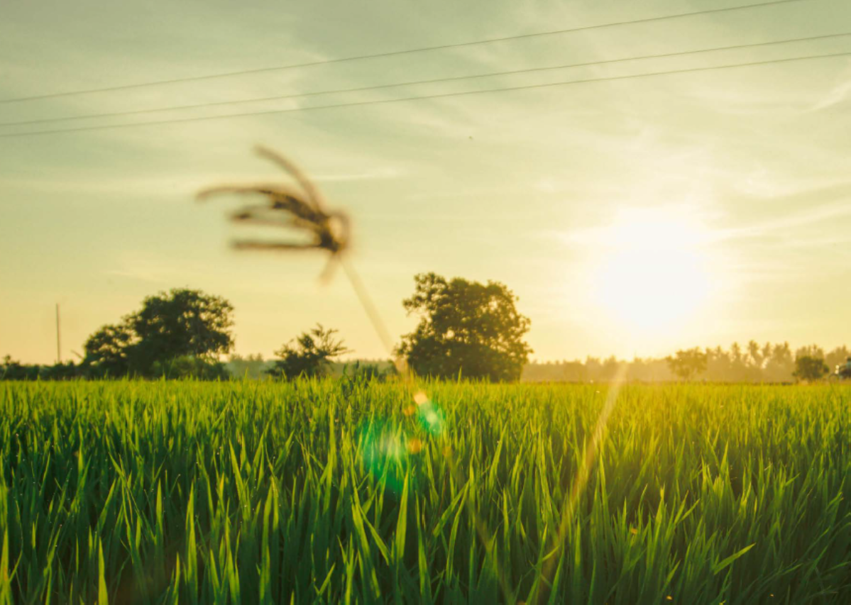 Summer ecological surveys (June – August)